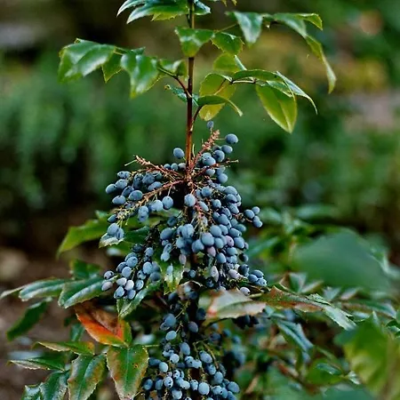 Ferienhaus Im Herzen Des Pfälzerwaldes Elmstein